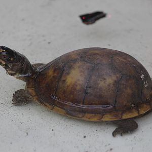 Three-toed box turtle