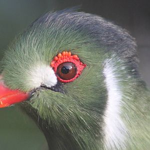 White-cheeked turaco