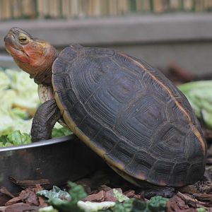 Yellow-margined box turtle