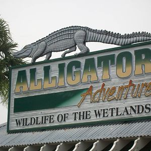 Alligator Adventure