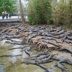 Alligator Adventure