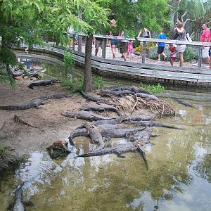 Alligator Adventure