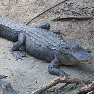 Alligator Adventure