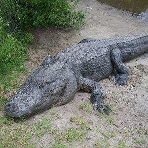 Alligator Adventure