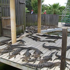 Alligator Adventure