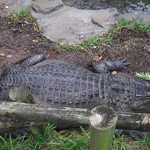 Alligator Adventure