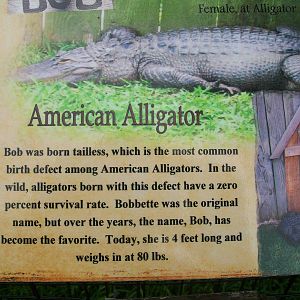 Alligator Adventure
