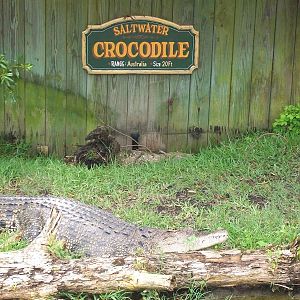 Alligator Adventure