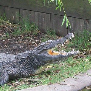 Alligator Adventure