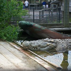Alligator Adventure