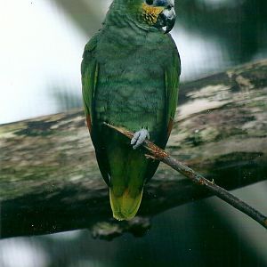 Orange-winged Amazon 4th January 2013