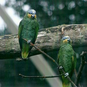 Orange-winged Amazons 4th January 2013