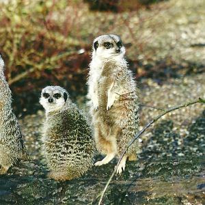 Meerkats 4th January 2013