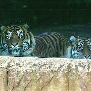 Sumatran Tigers 4th January 2013