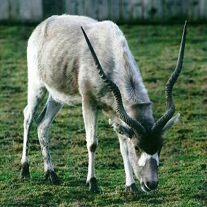 Addax 4th January 2013