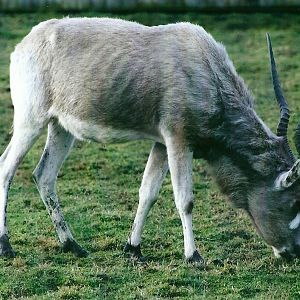 Addax 4th January 2013