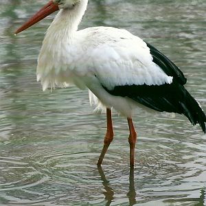 European White Stork 4th January 2013
