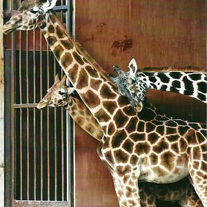 Hybrid Giraffes 4th January 2013