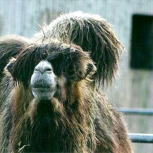 Bactrian Camel 4th January 2013
