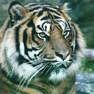 Sumatran Tiger 4th January 2013