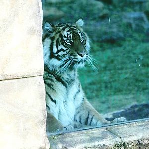 Sumatran Tiger 4th January 2013