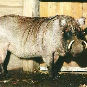 Warthog 4th January 2013