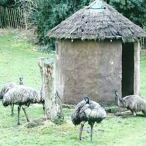 Emus 4th January 2013