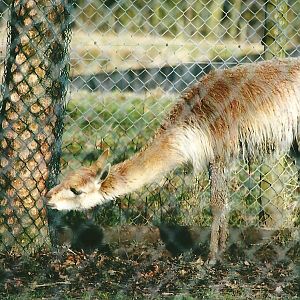 Vicuna 4th January 2013