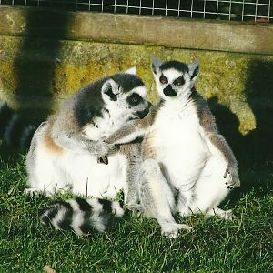 Ring-tailed Lemurs 4th January 2013