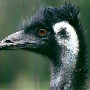 Emu 4th January 2013