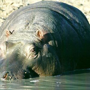 Common Hippopotamus 4th January 2013