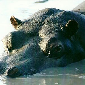 Common Hippopotamus 4th January 2013