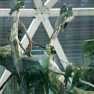 Yellow-collared Macaws plus Orange-winged Amazon 4th January 2013