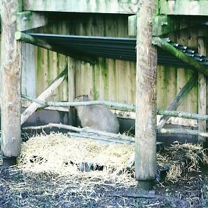 Close-up of Capybara shed 4th January 2013
