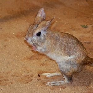 Eastern Springhaas at Pilsen, 31/08/12