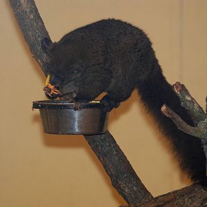 Garnett's Galago at Pilsen, 31/08/12