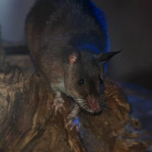 Emin's Giant Pouched Rat at Pilsen, 31/08/12