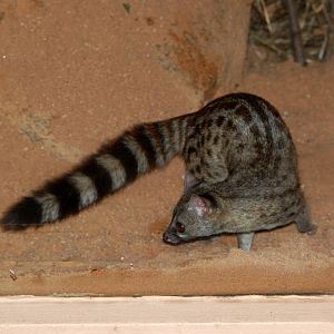 Hausa Genet at Pilsen, 31/08/12