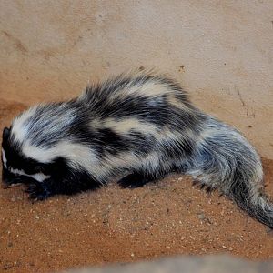 Saharan Striped Weasel (or Polecat) at Pilsen, 31/08/12
