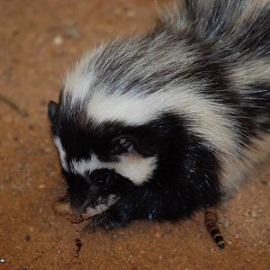 Saharan Striped Weasel (or Polecat) at Pilsen, 31/08/12