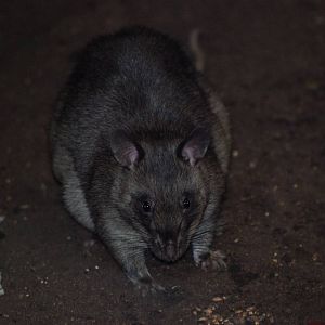 Gambian Giant Pouched Rat at Pilsen, 31/08/12
