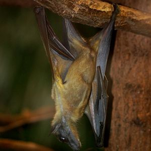 Straw-coloured Fruit Bat at Pilsen, 31/08/12