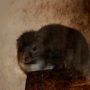 Southern Tree Hyrax at Pilsen, 31/08/12