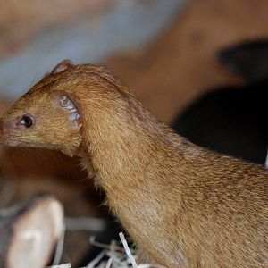 Slender Mongoose (orange morph) at Pilsen, 31/08/12