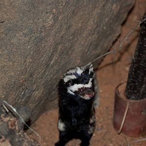 Syrian Marbled Polecat at Pilsen, 31/08/12