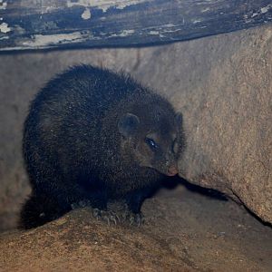 Long-nosed Cusimanse at Pilsen, 31/08/12