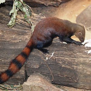Eastern Ring-tailed Mongoose at Pilsen, 31/08/12