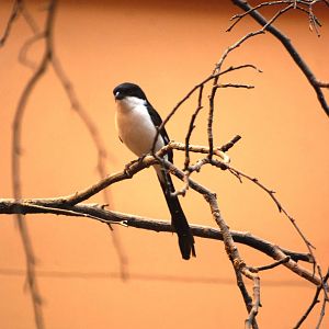 Long-tailed Fiscal at Pilsen, 31/08/12
