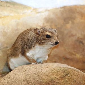 Yellow-spotted Bush Hyrax at Pilsen, 31/08/12