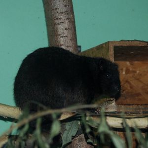 Southern Luzon Cloud Rat at Pilsen, 31/08/12